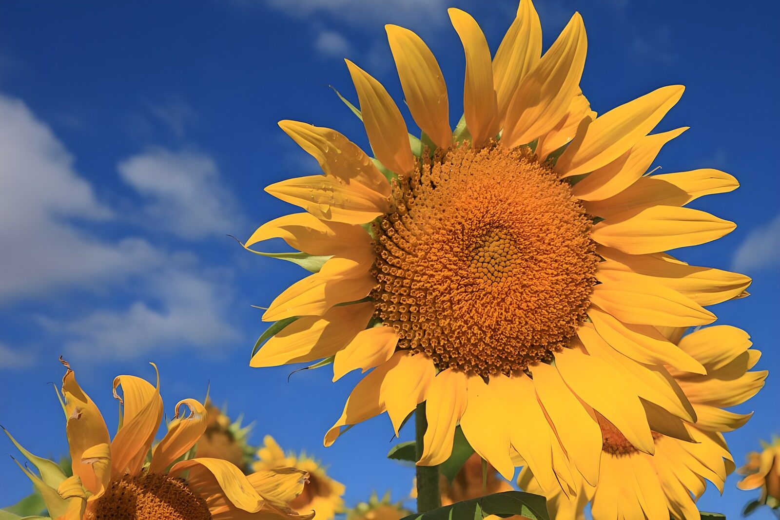 TPES87475: Girasoles dorados bajo un cielo azul