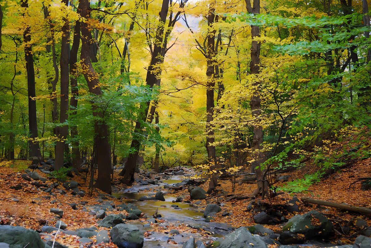 TPES99219: Arroyo entre rocas y bosque otoñal