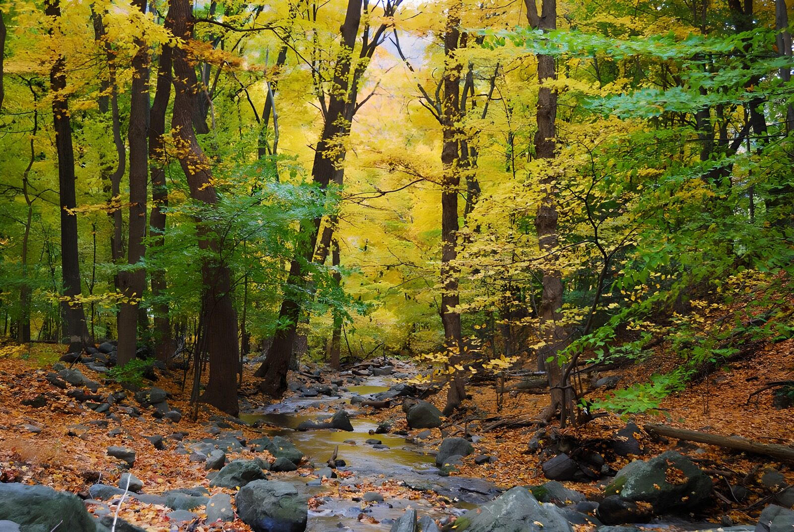 TPES99219: Arroyo entre rocas y bosque otoñal
