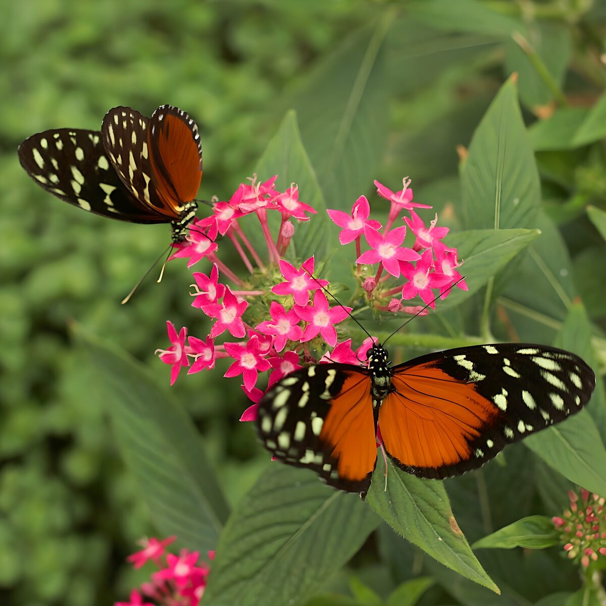 Dos mariposas naranjas sobre flores rosas