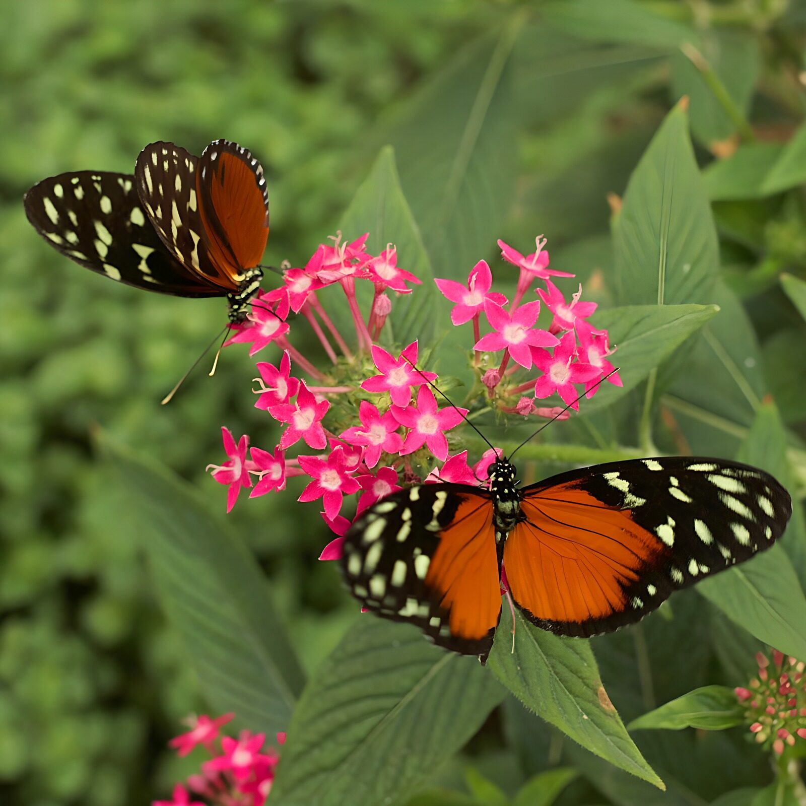 TPES18292: Dos mariposas naranjas sobre flores rosas