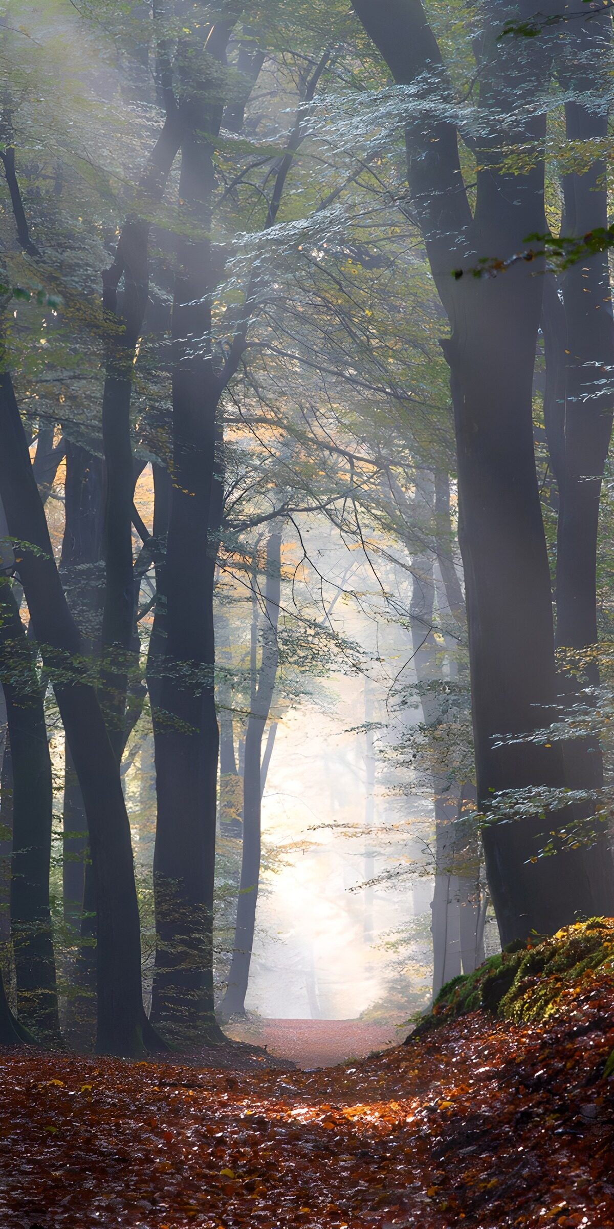 TPES60085: Sendero de otoño entre brumas