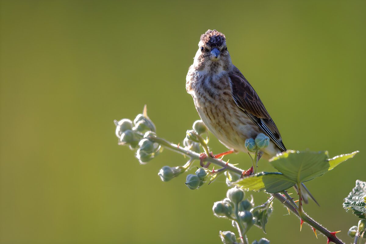 Pájaro al sol sobre una rama con bayas