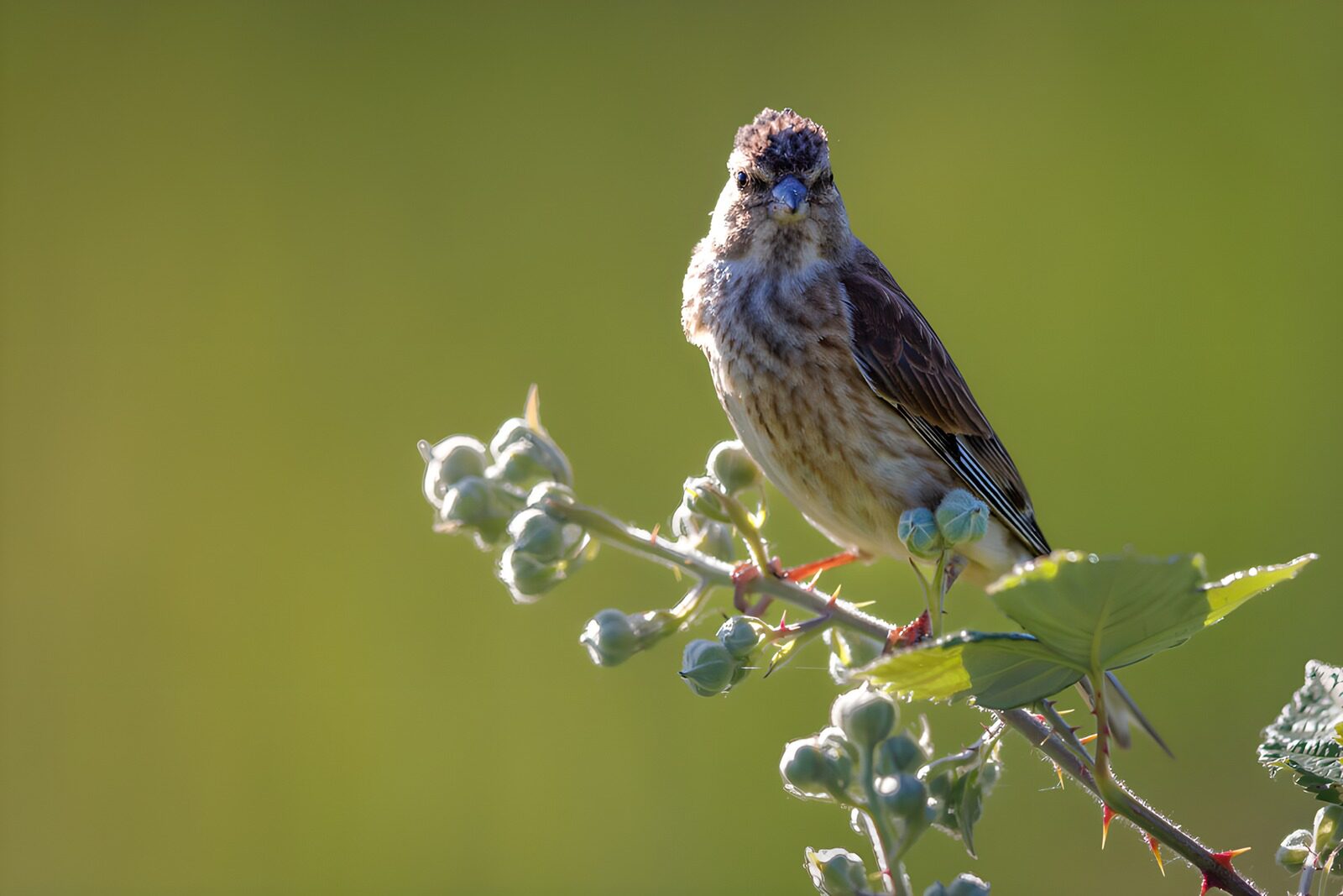 TPES73650: Pájaro al sol sobre una rama con bayas
