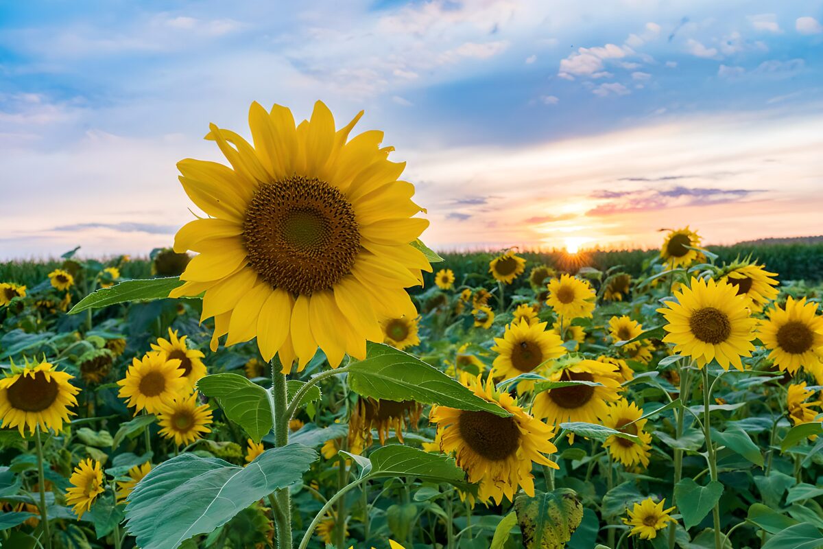 Girasoles al atardecer