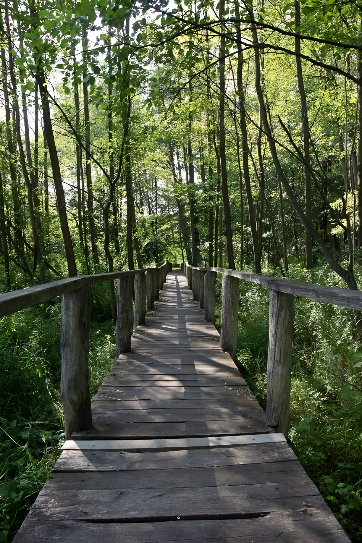 Pasarela de madera entre árboles y sombras