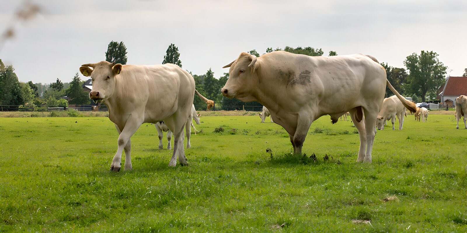 TPES33930: Ganado blanco en una pradera verde