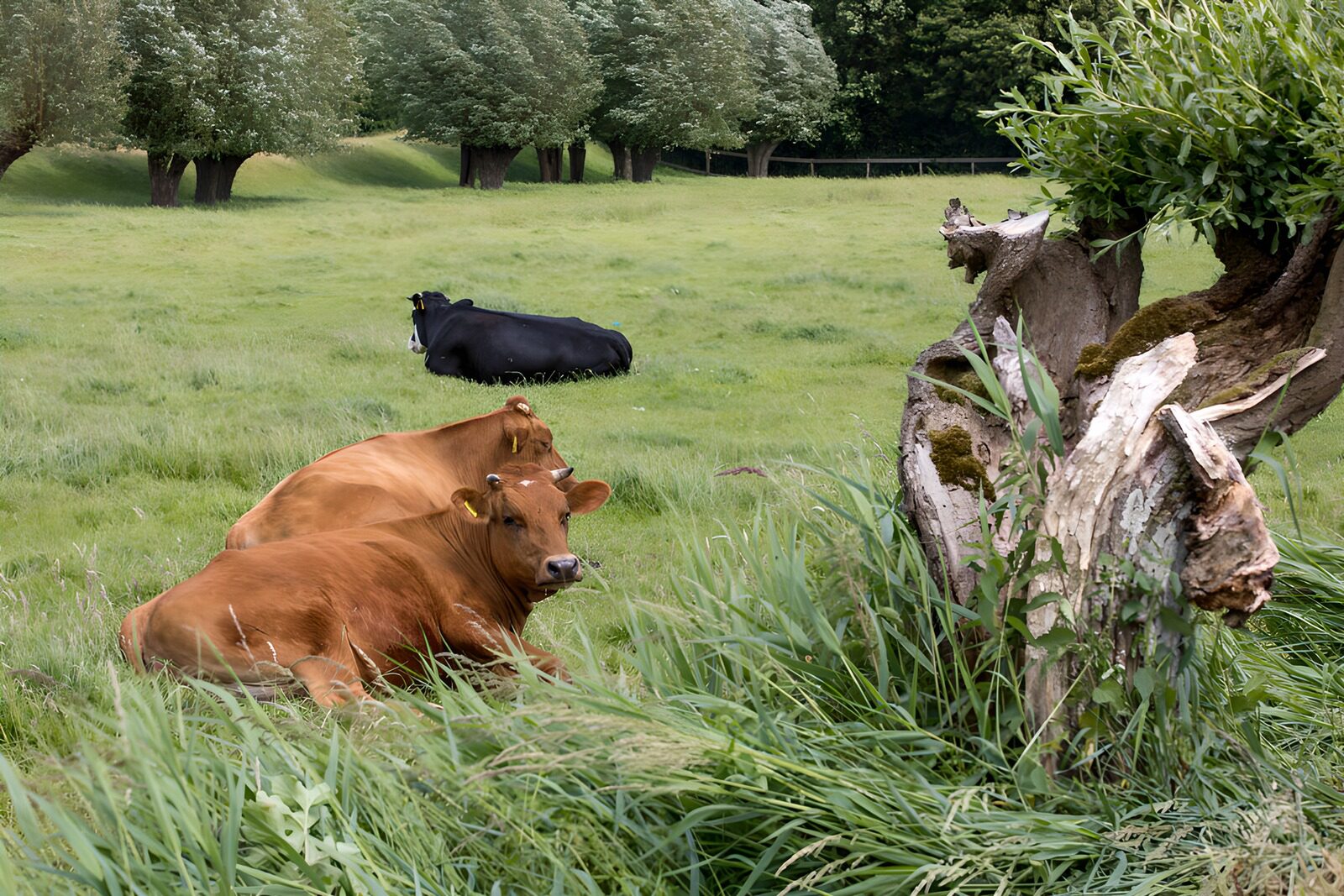 TPES45873: Tres vacas tumbadas junto a un viejo tronco