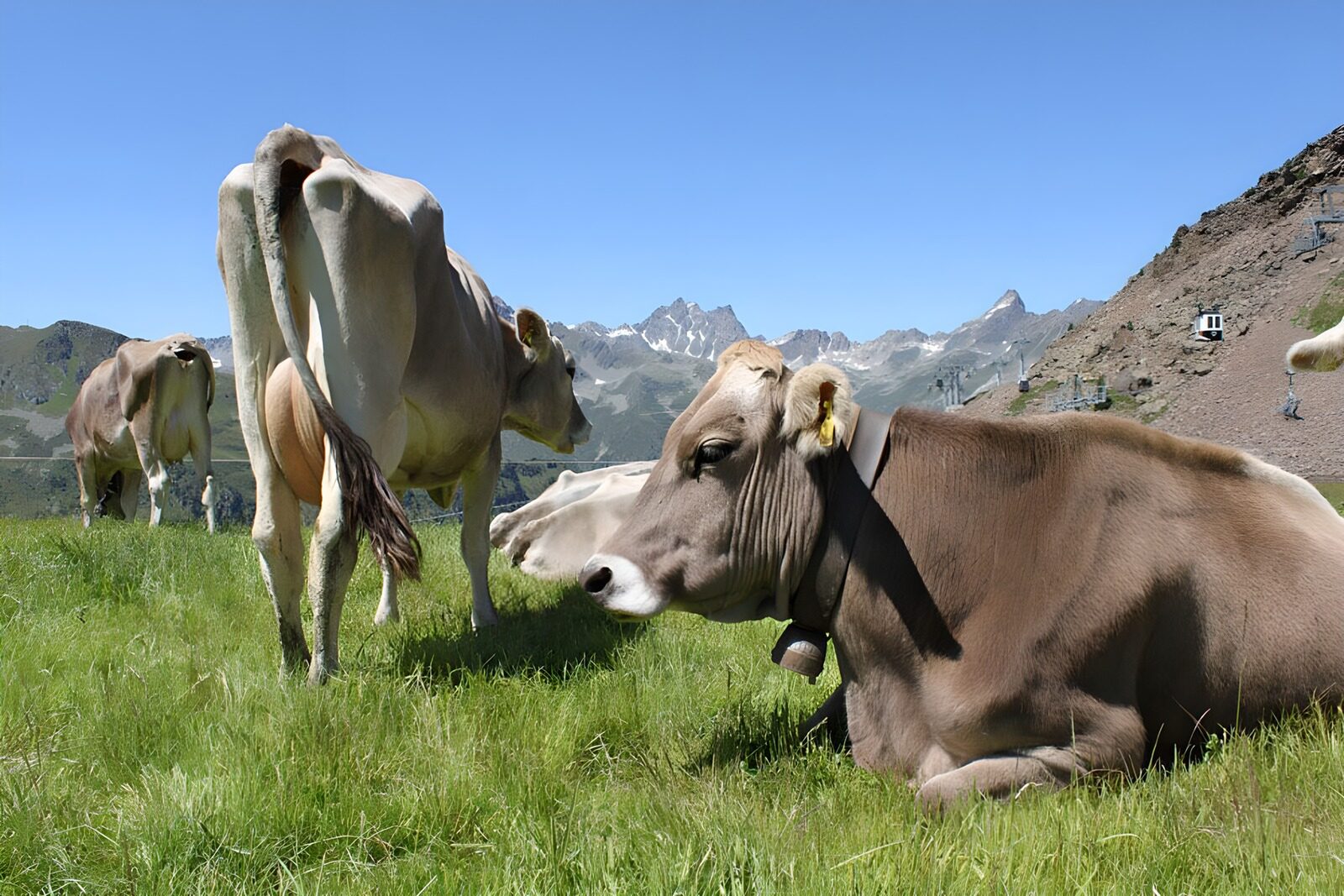 TPES15851: Vacas al sol en un prado de montaña