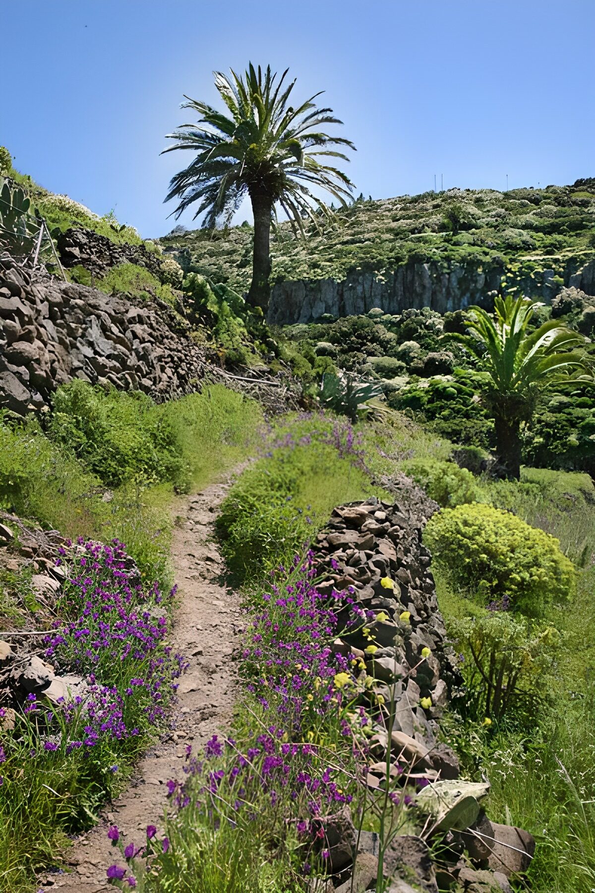 Sendero entre flores moradas y palmeras