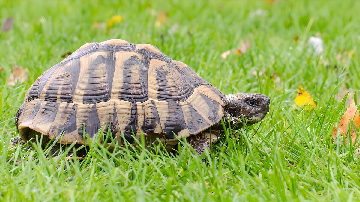 Tortuga terrestre entre hierba fresca