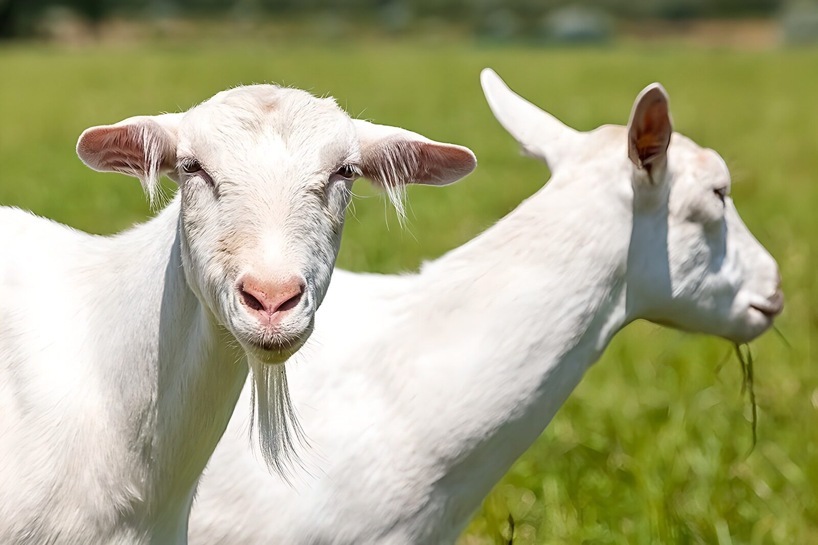 TPES68646: Dos cabras blancas en un prado verde