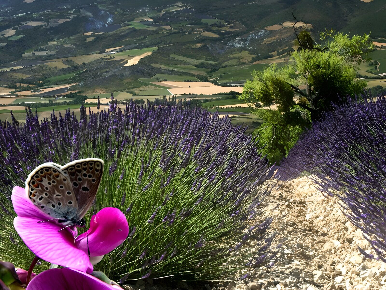 TPES74244: Mariposa sobre flor rosa entre lavandas