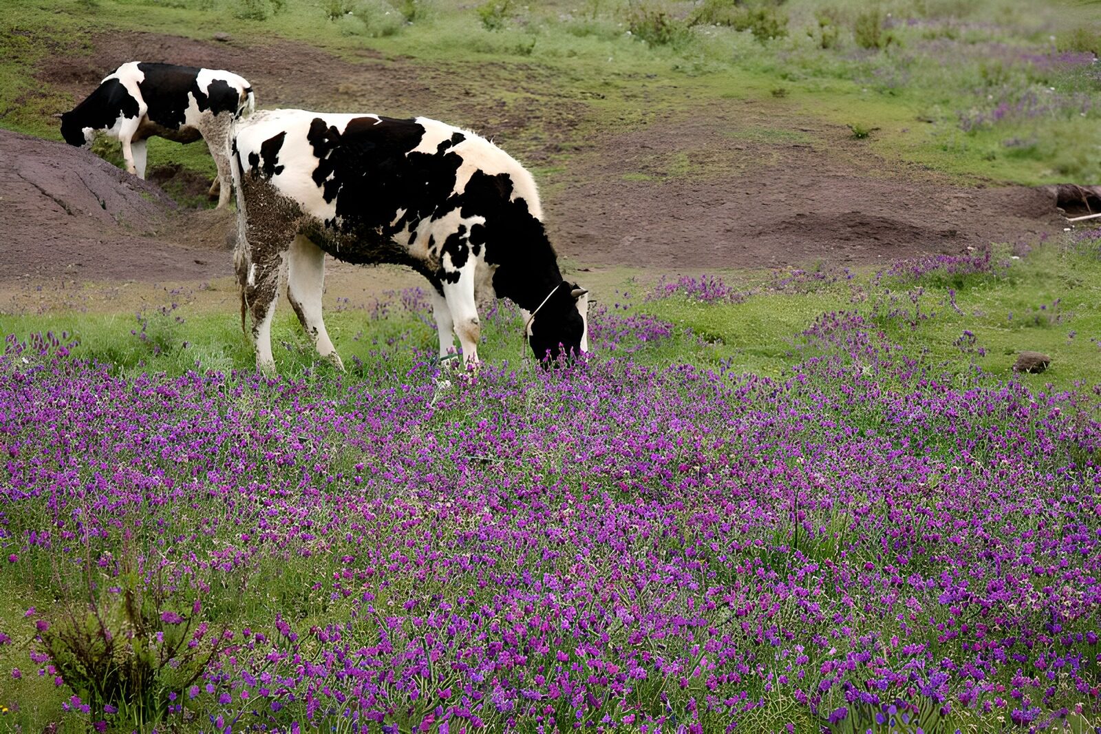 TPES86104: Vacas pastando entre flores moradas