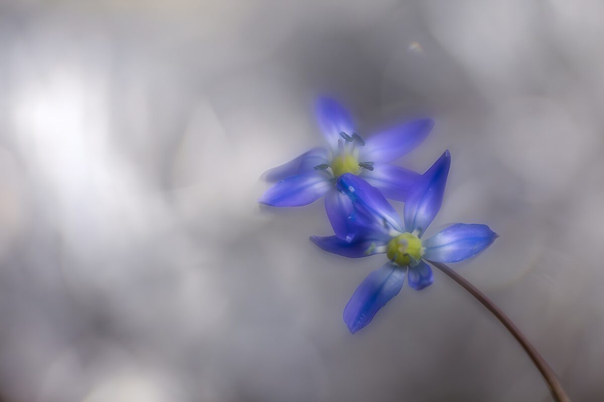Dos flores azul violeta en primer plano