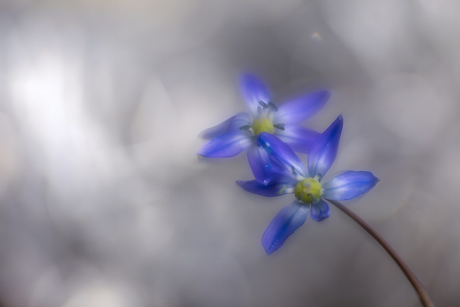 TPES28466: Dos flores azul violeta en primer plano