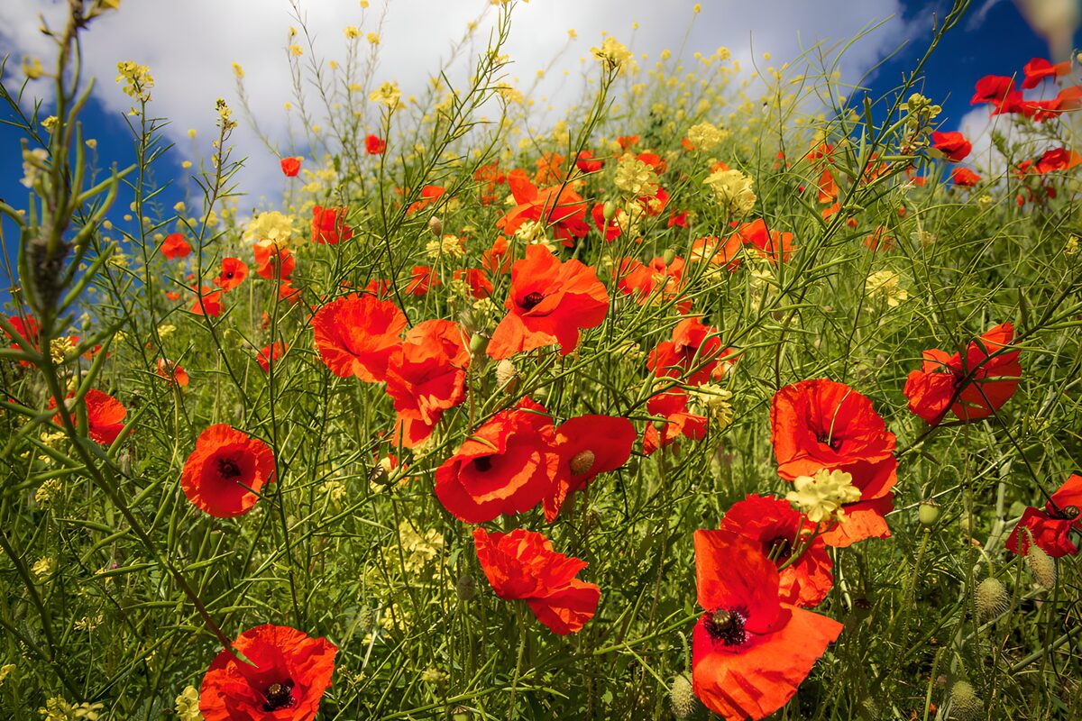 Amapolas rojas entre flores amarillas