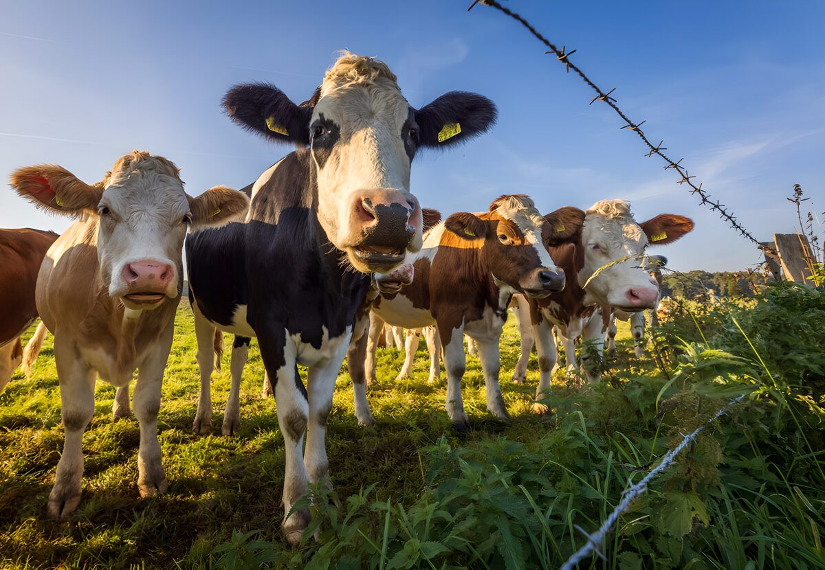 Vacas entre hierba y luz dorada