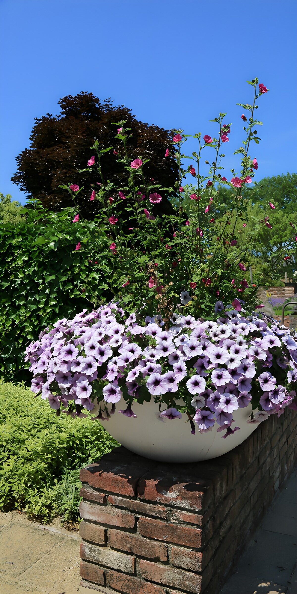 TPES88039: Petunias lilas en una maceta blanca al sol