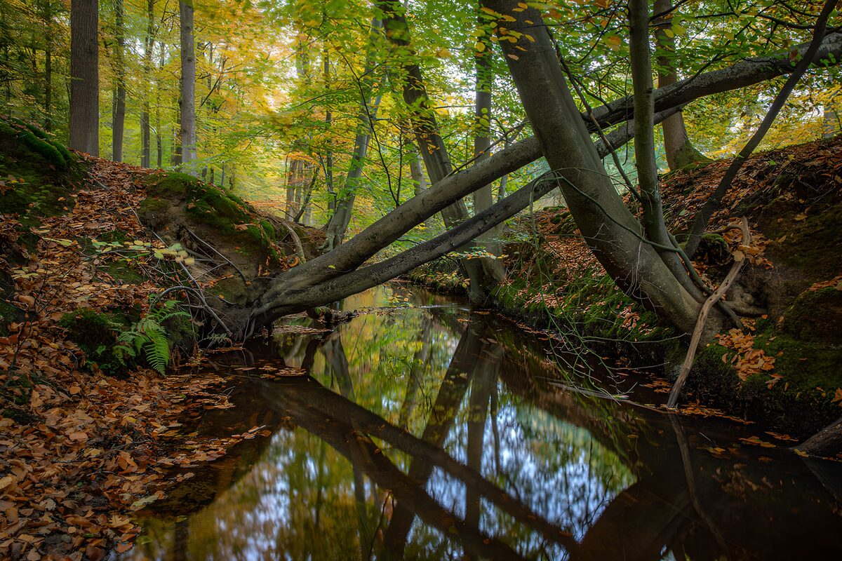 Arroyo de otoño entre troncos caídos