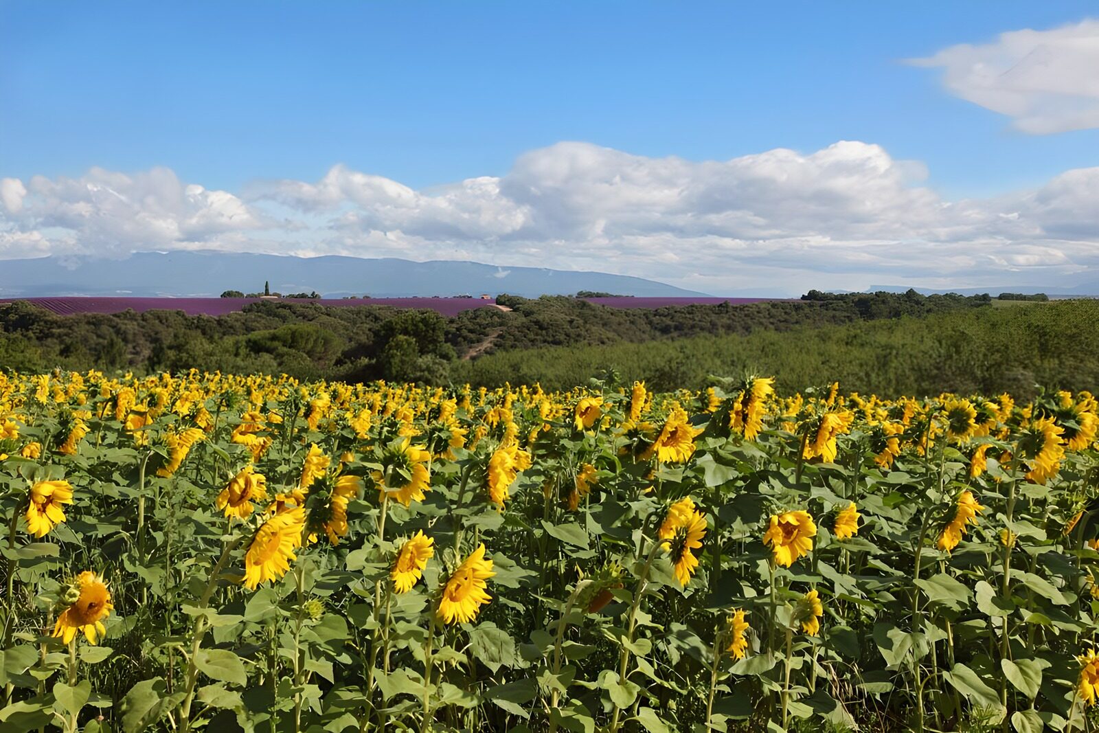 TPES52421: Campo de girasoles bajo el cielo de verano