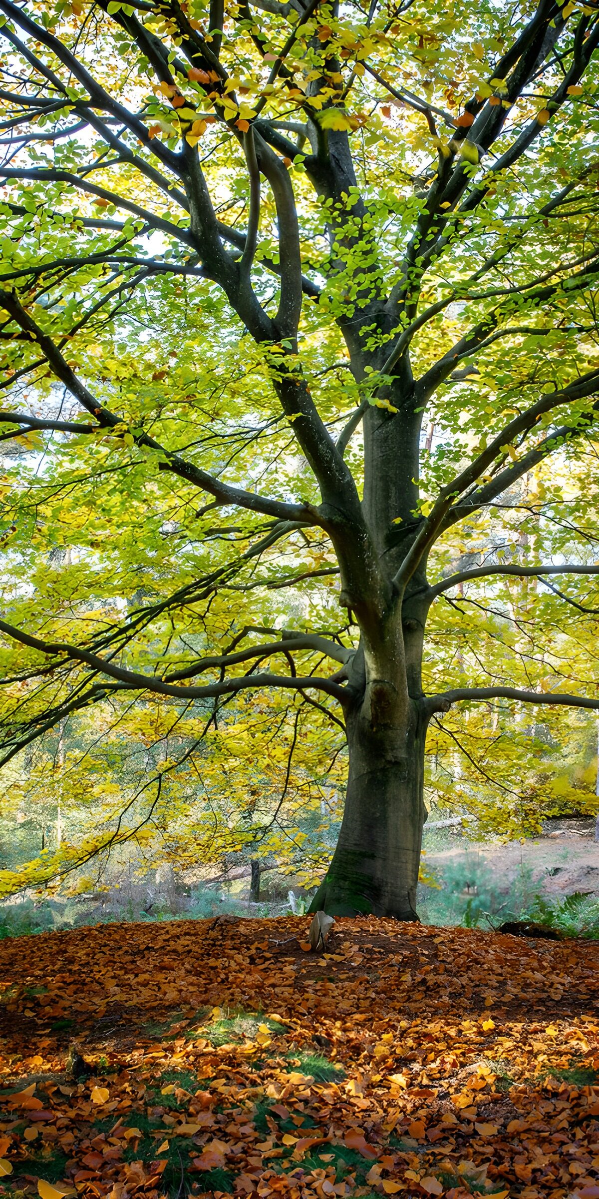 TPES72436: Haya de otoño entre luces y sombras