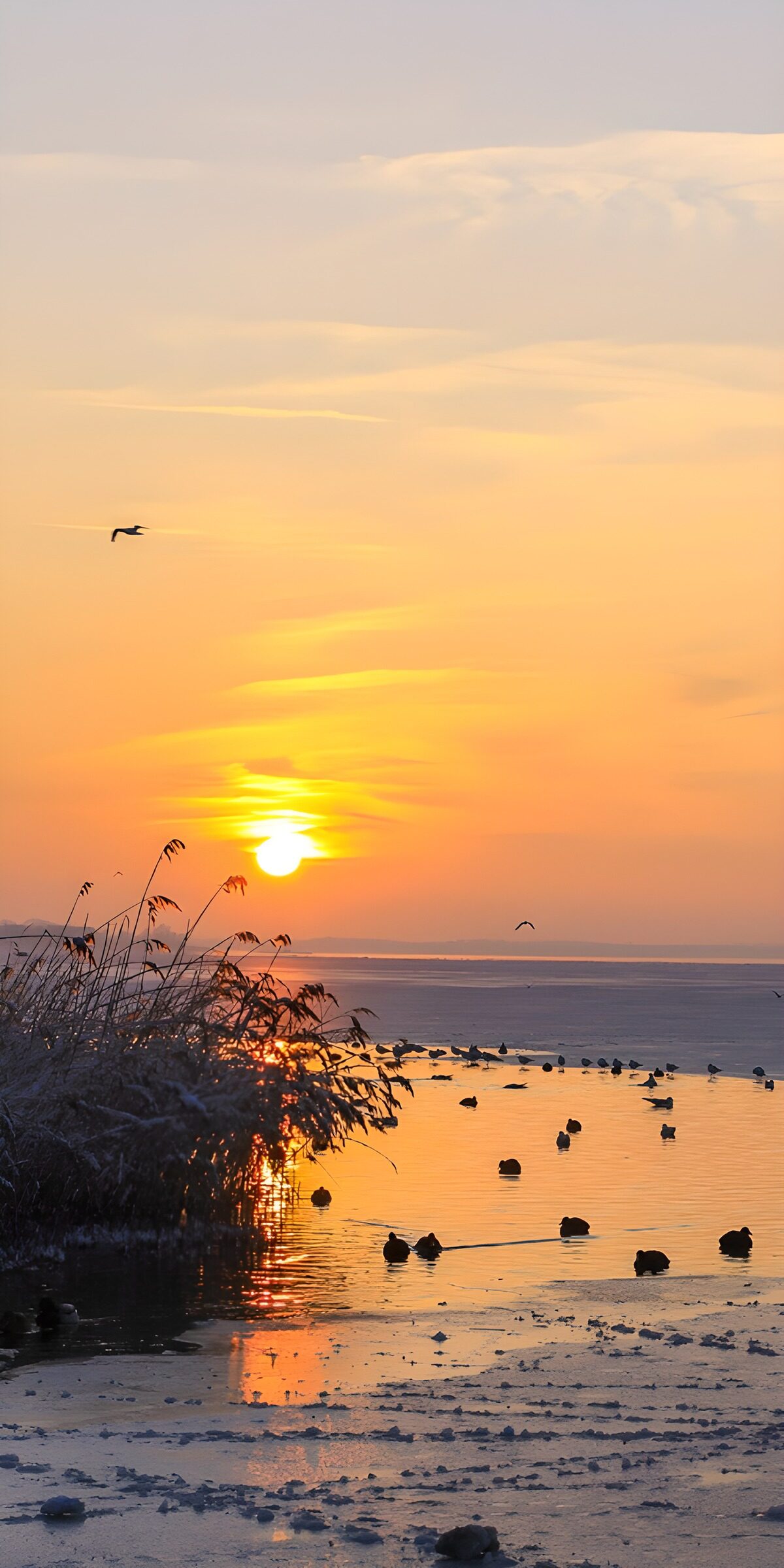 TPES20253: Atardecer con aves entre el agua y el hielo