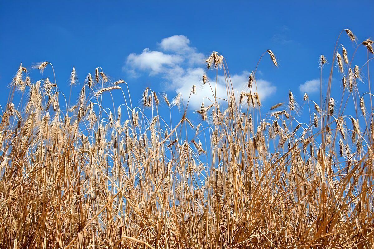 Espigas doradas bajo un cielo azul