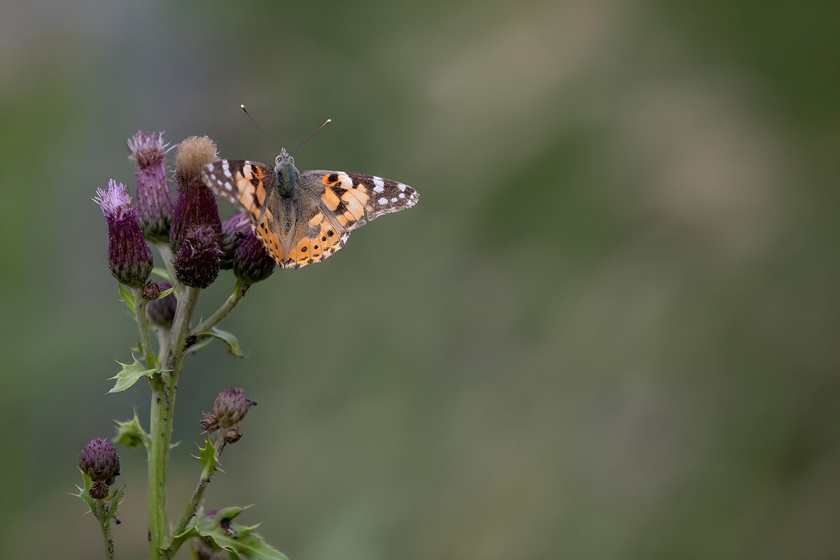Mariposa en calma sobre cardos morados