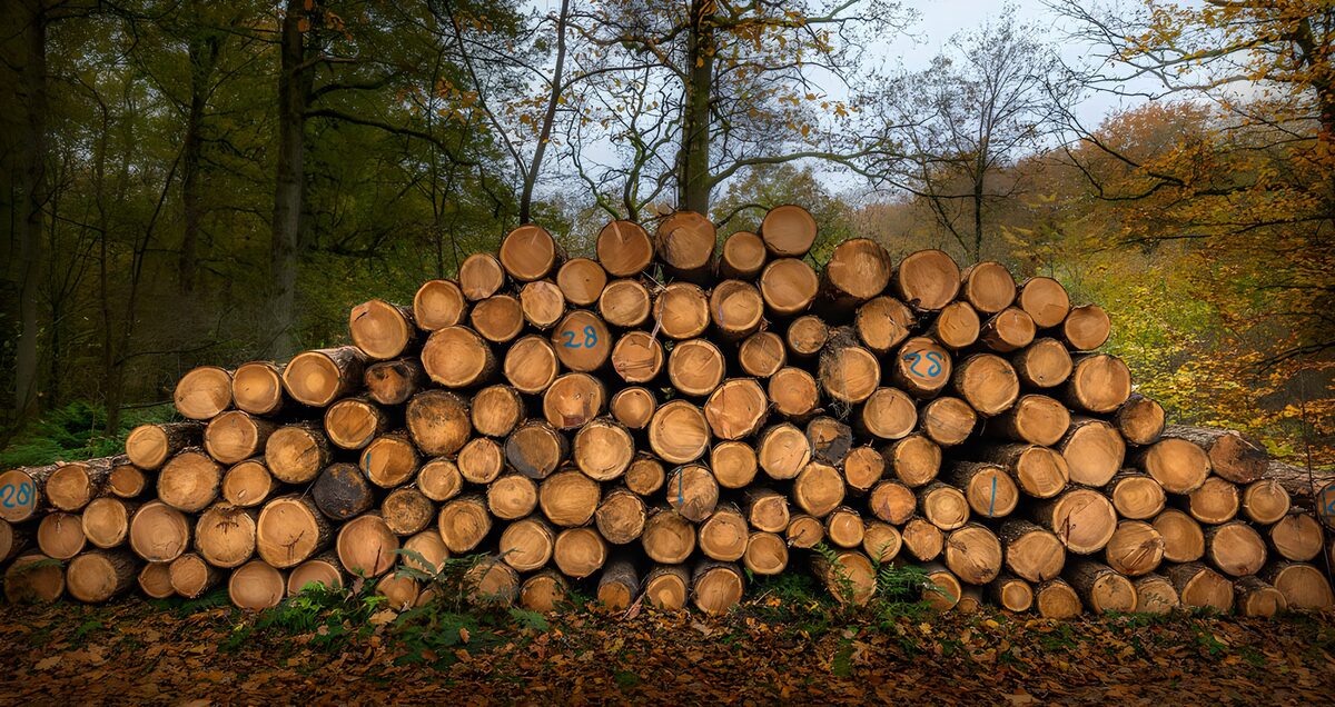 Troncos apilados en el bosque otoñal