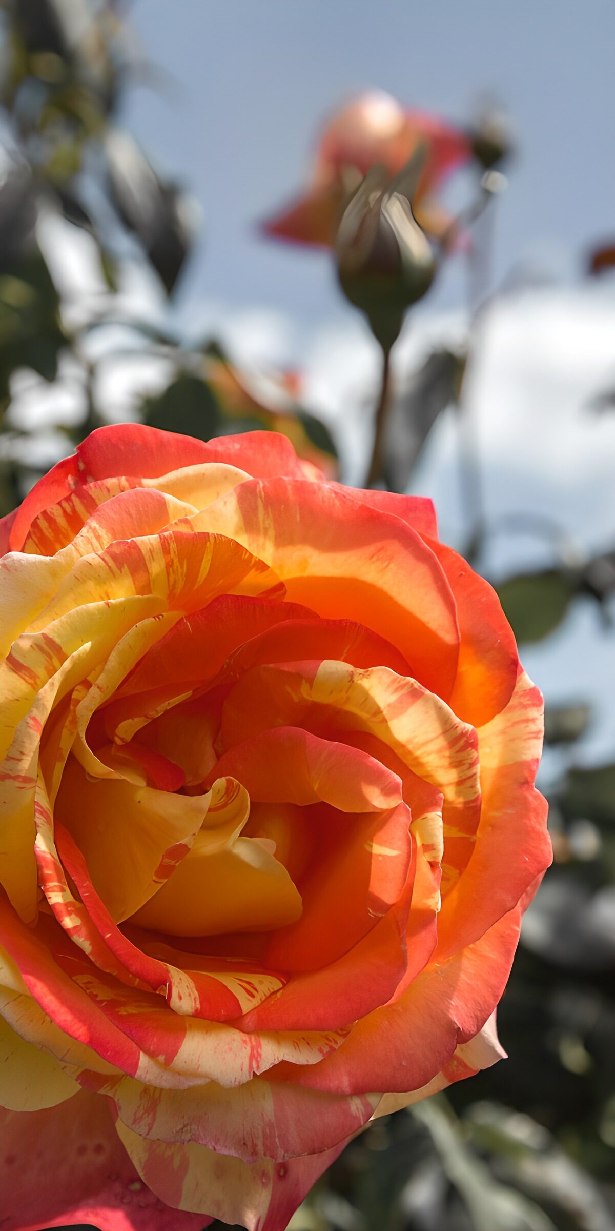 Rosa roja y amarilla al sol