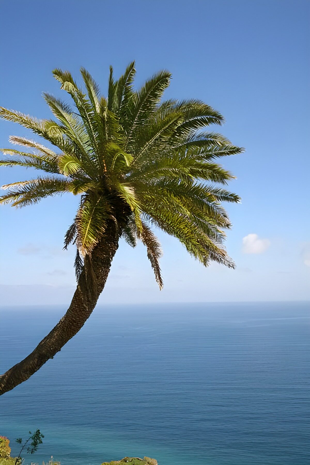 TPES59538: Palmera inclinada sobre un mar en calma