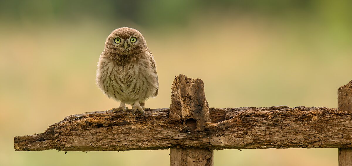 Mochuelo en una valla de madera vieja