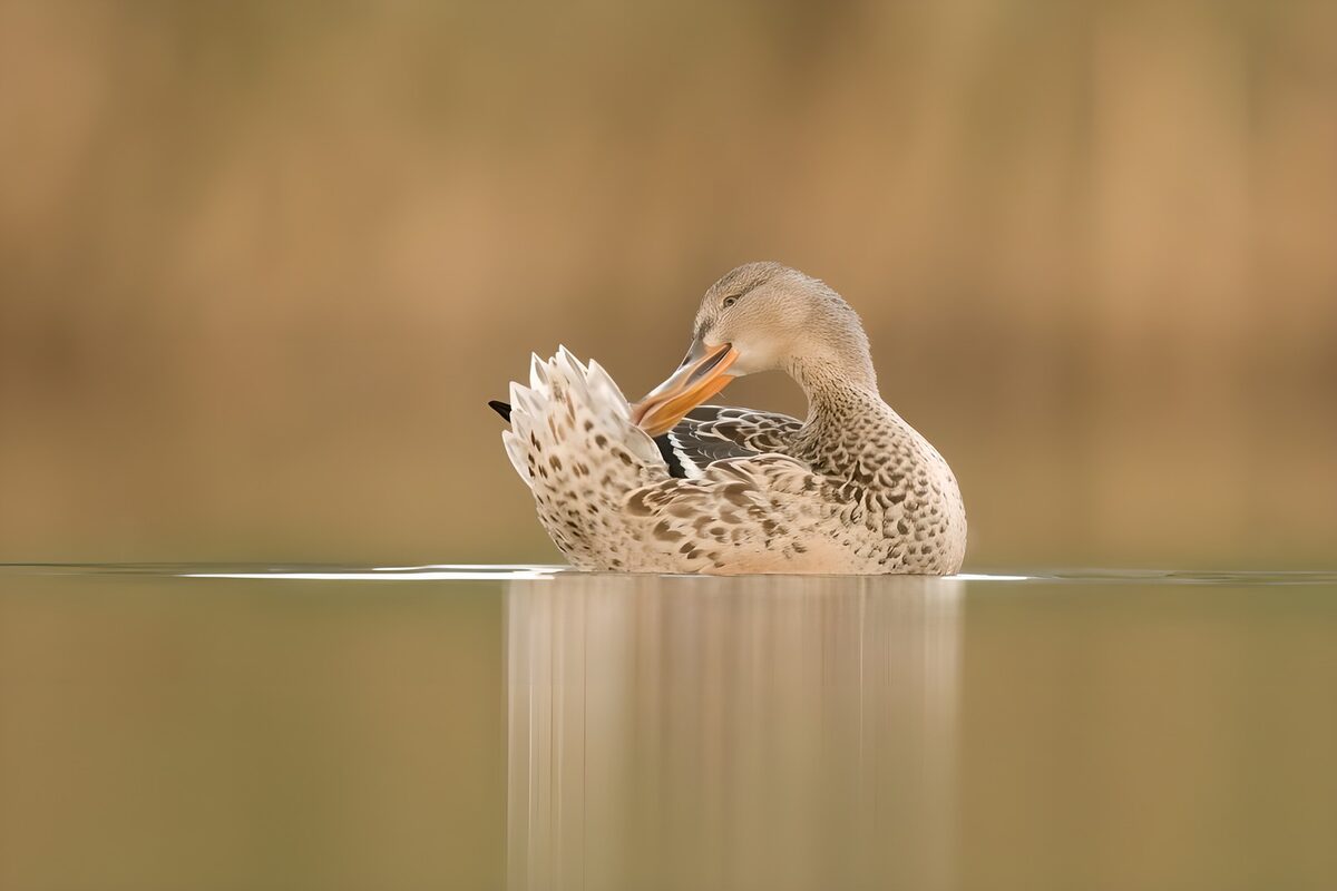 TPES44568: Pato acicalándose en aguas tranquilas