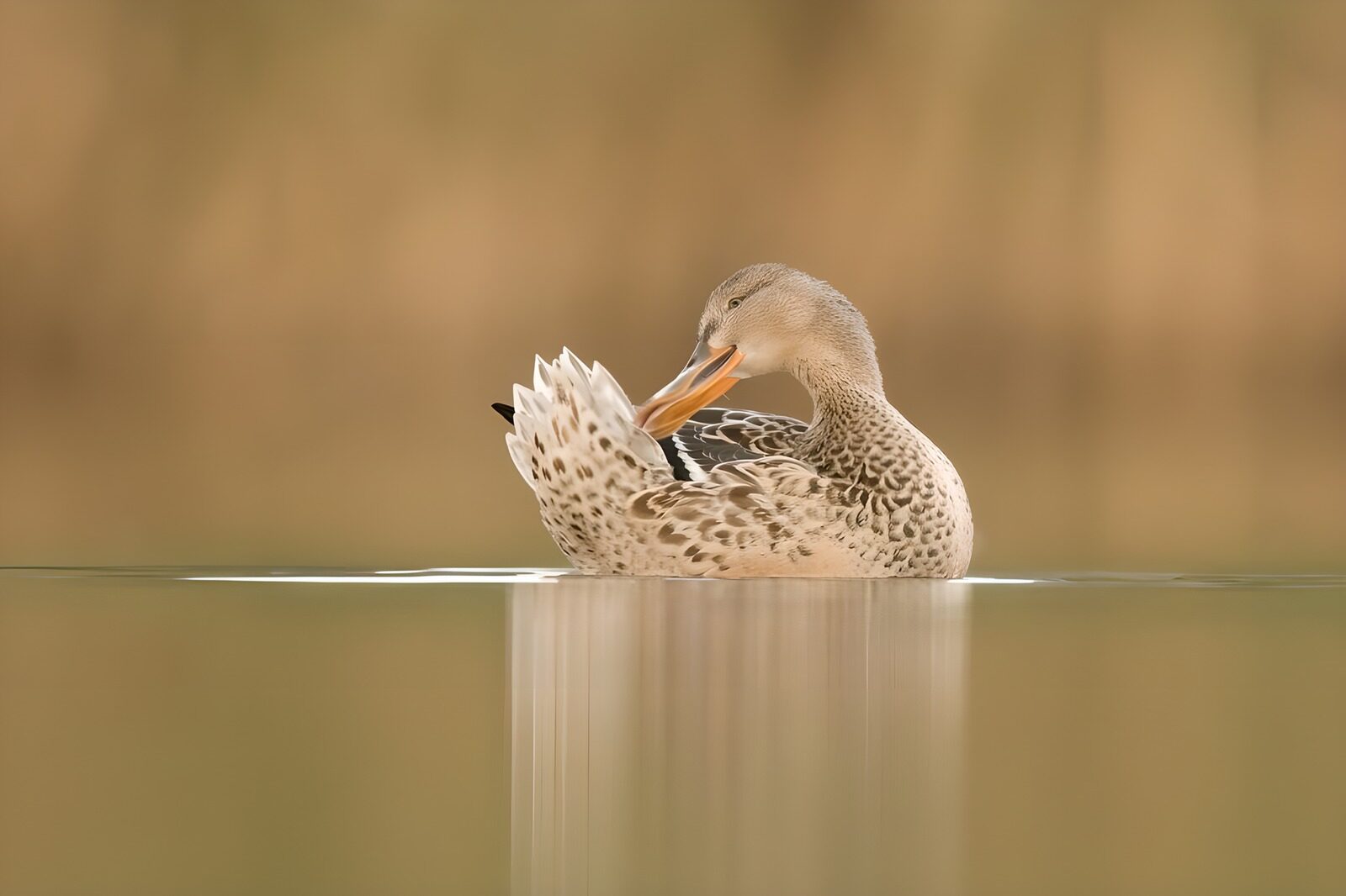 TPES44568: Pato acicalándose en aguas tranquilas