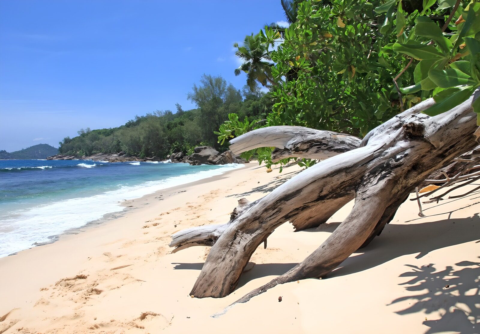 TPES37176: Tronco al sol en una playa tropical