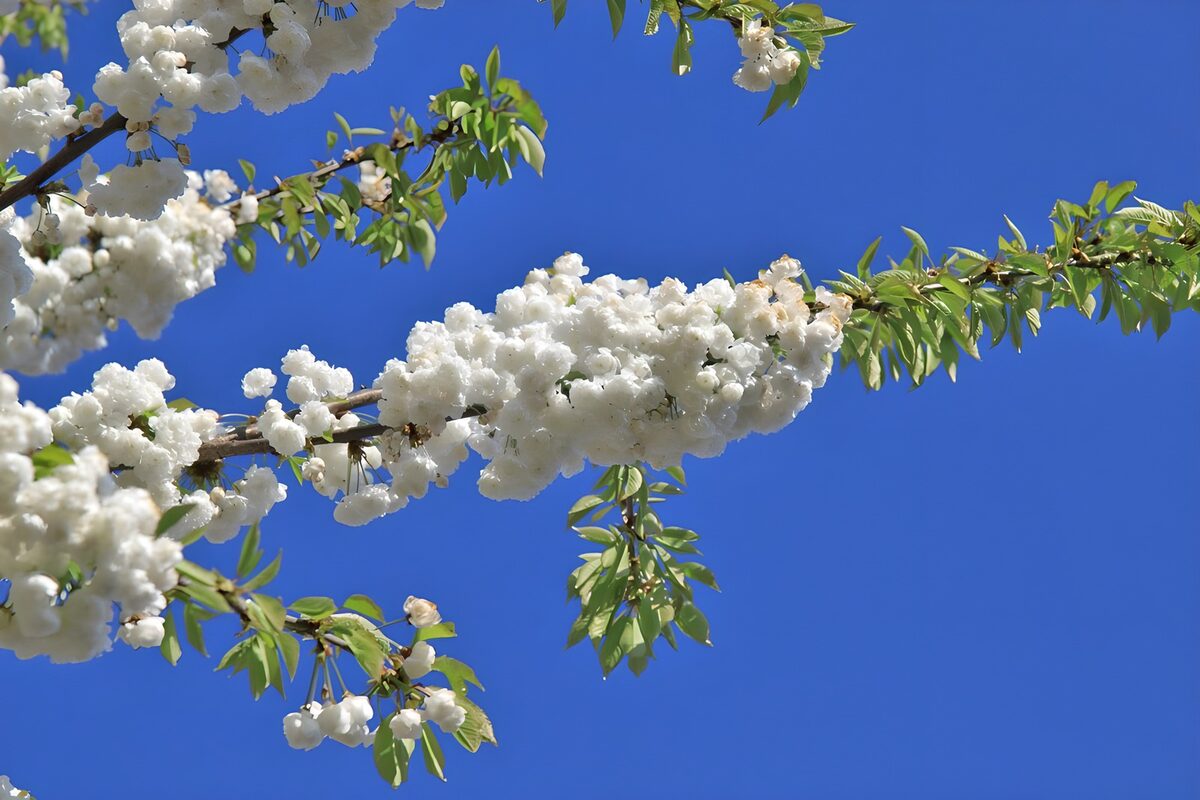Ramas de flores blancas al sol