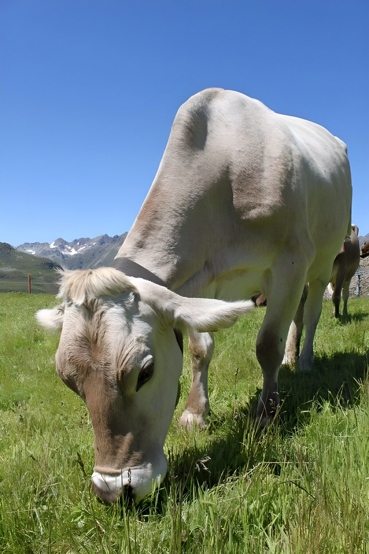 TPES35929: Vaca pastando en un prado de montaña