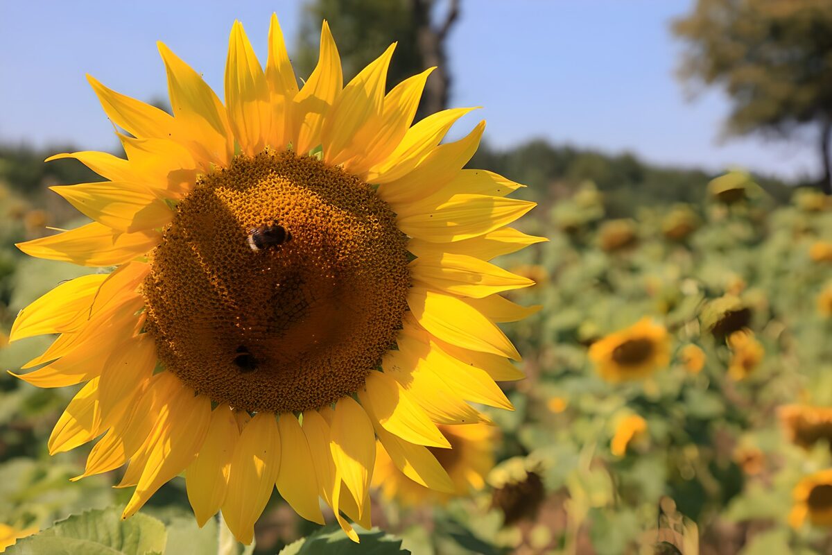 Girasol con dos abejas a pleno sol