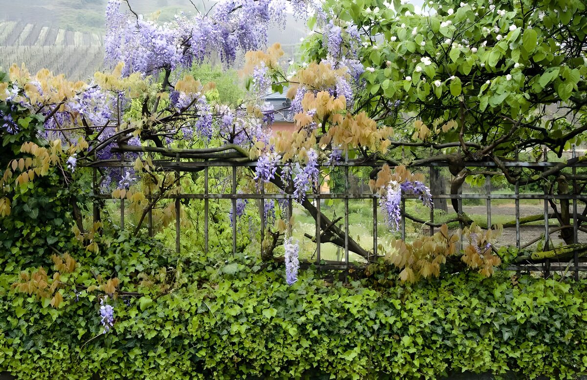Glicinia en una verja de primavera