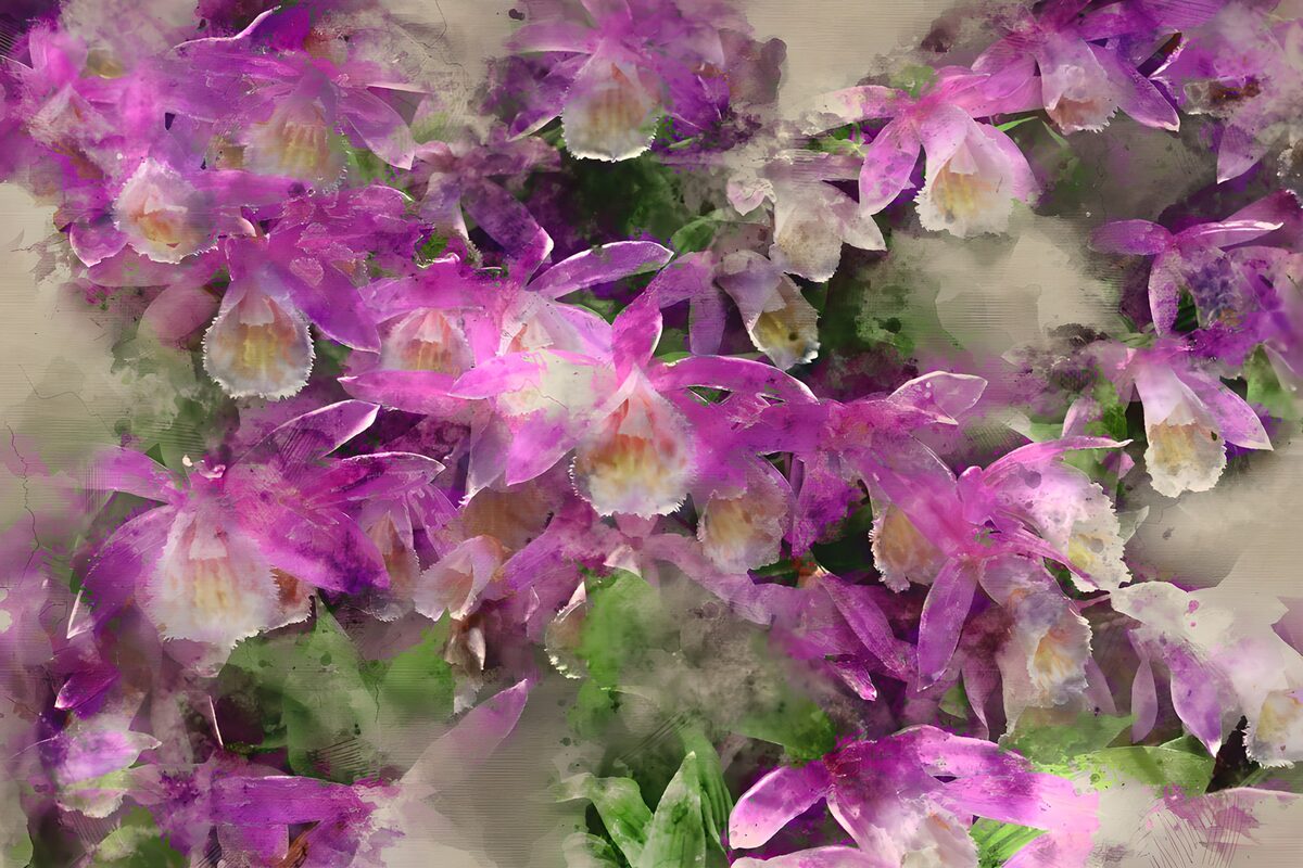 Orquídeas rosas y moradas en acuarela