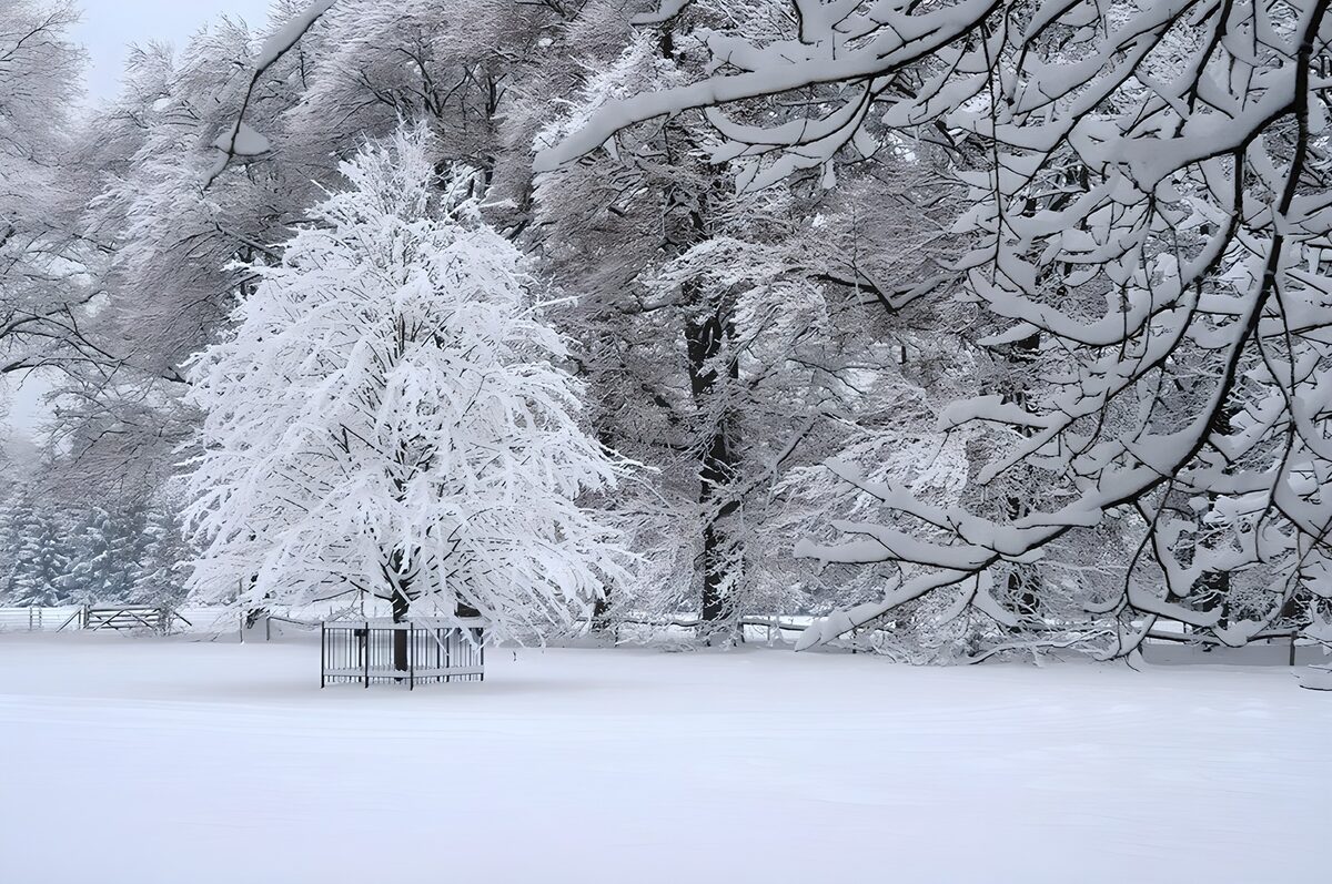 Árbol joven entre ramas nevadas