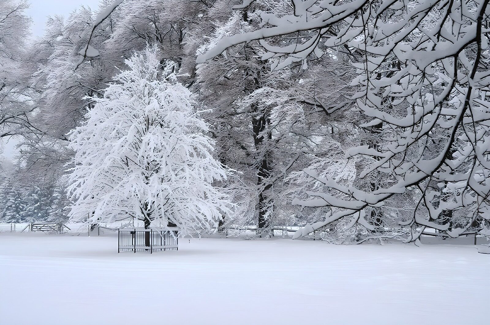TPES99777: Árbol joven entre ramas nevadas