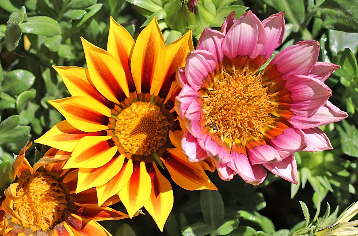 Gazanias amarillas y rosas al sol