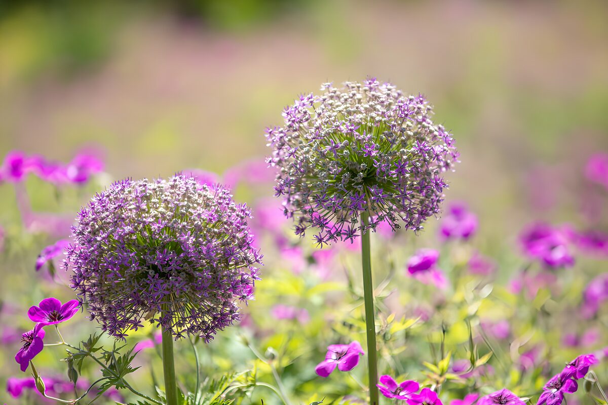Dos flores esféricas en tonos malva