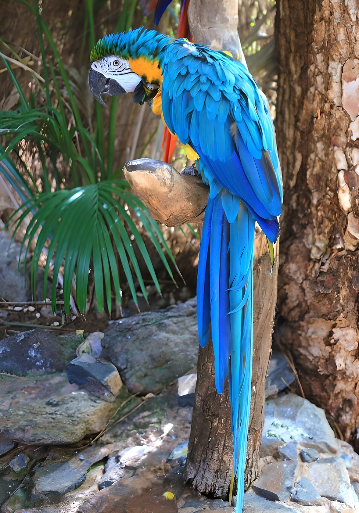 Guacamayo azul y amarillo en su rama