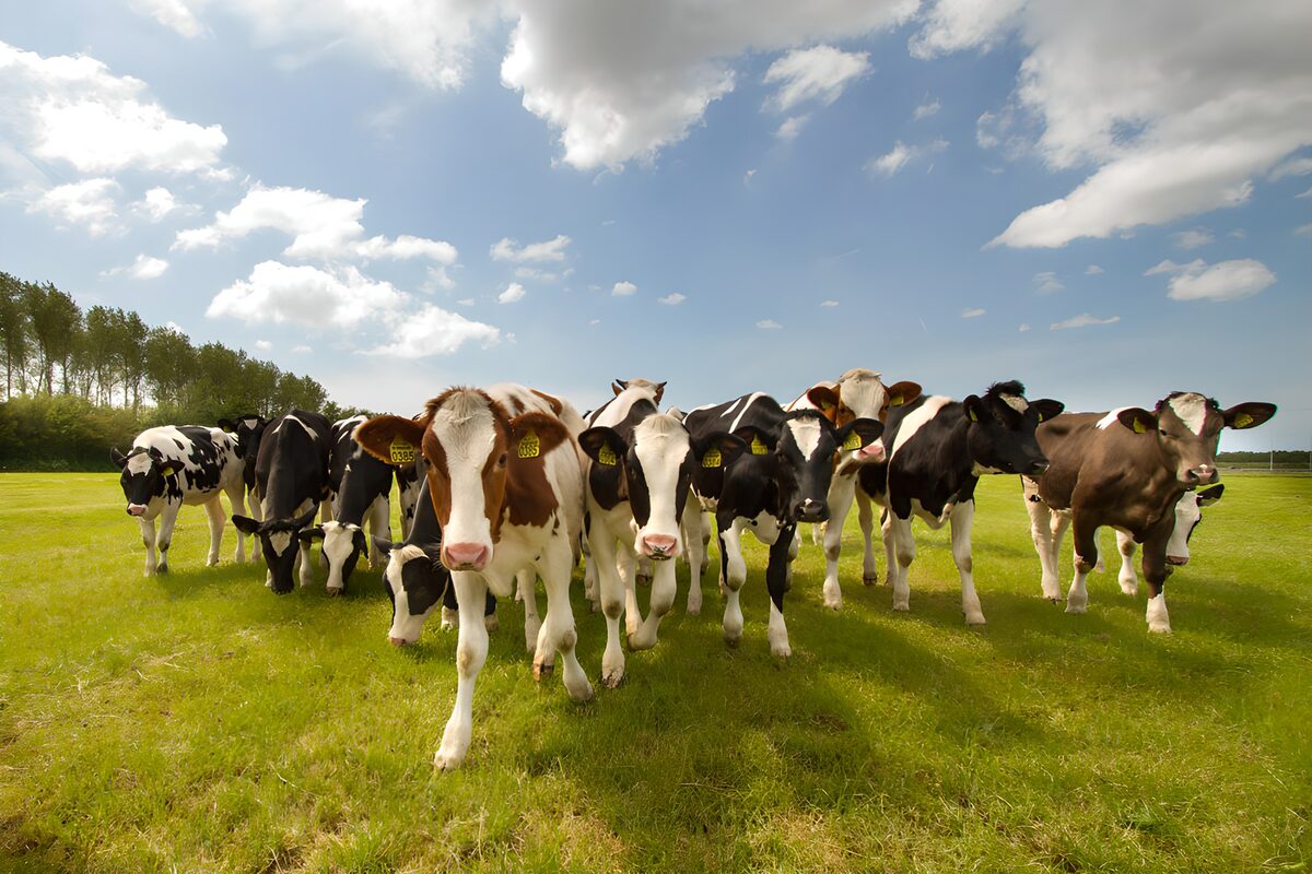 Vacas en un prado bajo el sol
