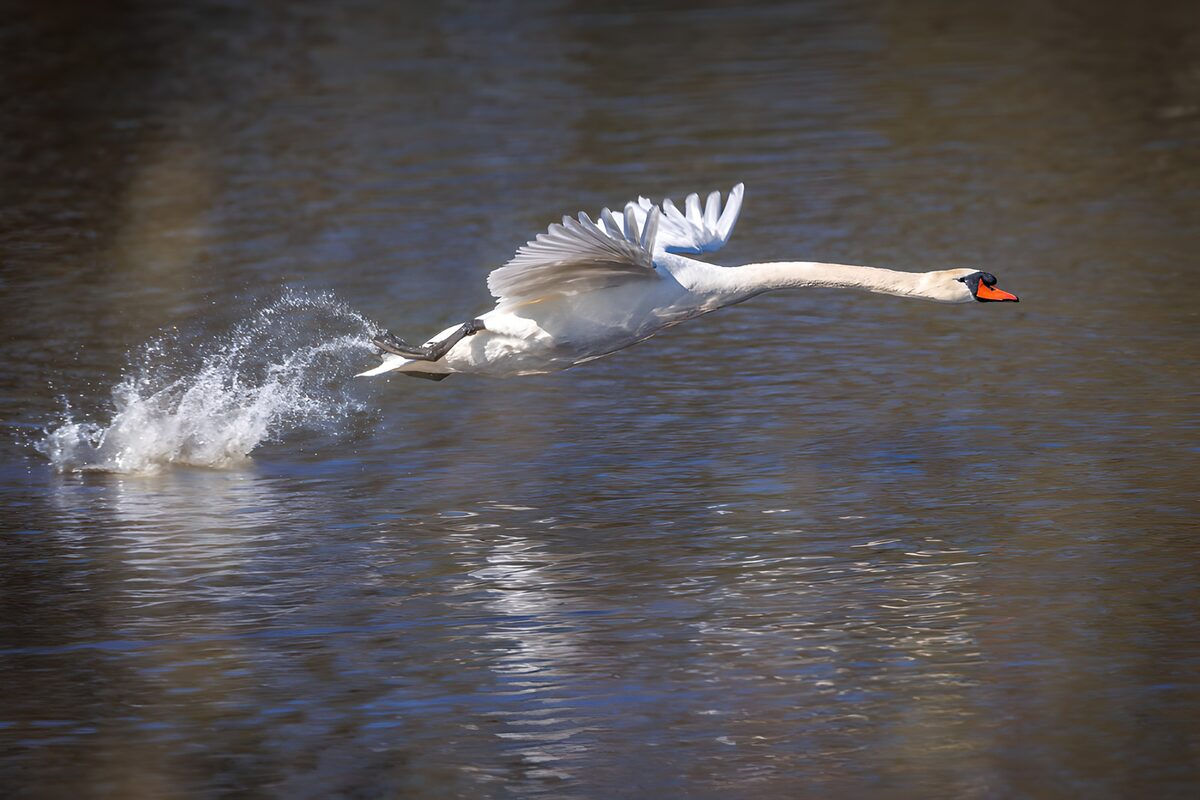 TPES72264: Cisne en vuelo a ras del agua