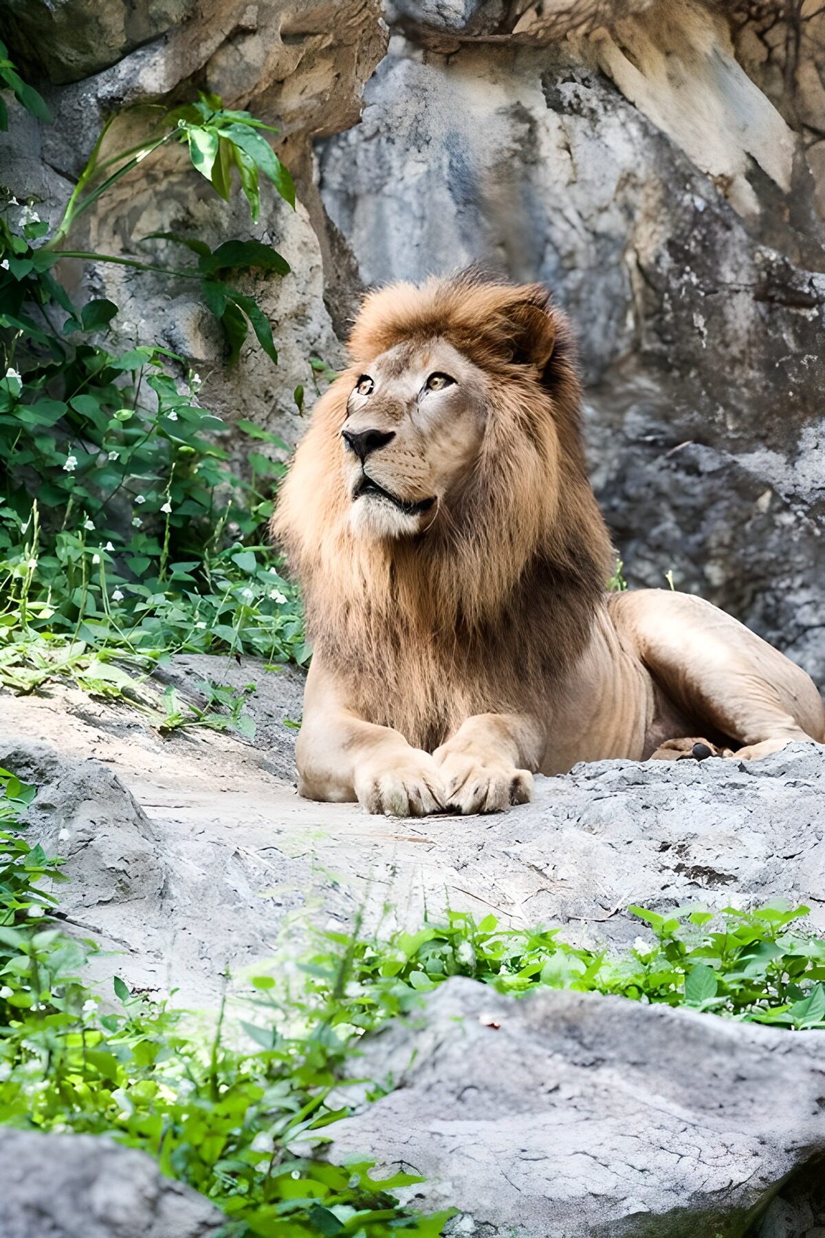 TPES57712: León en reposo sobre la roca gris