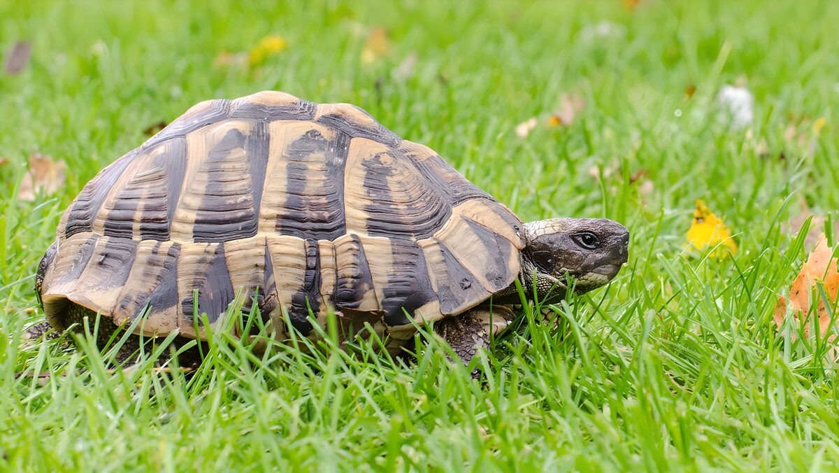 Tortuga terrestre entre la hierba fresca